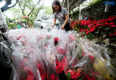 Vendors sell poinsettias at Quezon Memorial Circle