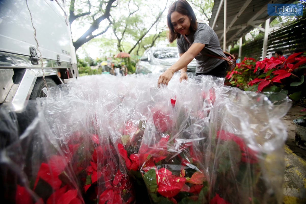 On Monday, 2 December, vendors set up poinsettia plants for sale at the Quezon Memorial Circle in Quezon City, where they are popular as Christmas ornaments symbolizing good cheer and success.