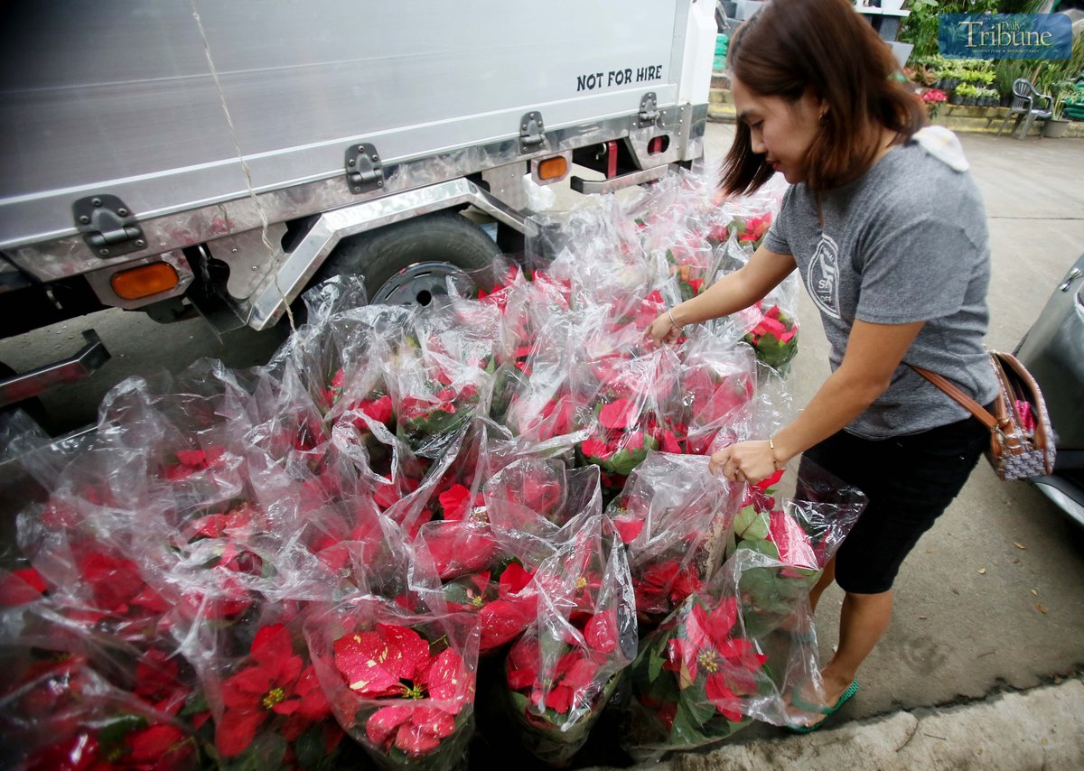 On Monday, 2 December, vendors set up poinsettia plants for sale at the Quezon Memorial Circle in Quezon City, where they are popular as Christmas ornaments symbolizing good cheer and success.