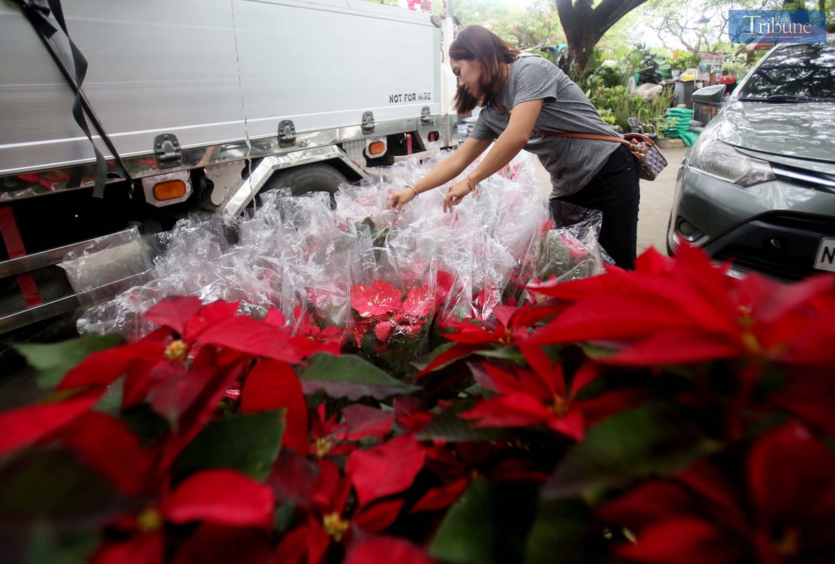 On Monday, 2 December, vendors set up poinsettia plants for sale at the Quezon Memorial Circle in Quezon City, where they are popular as Christmas ornaments symbolizing good cheer and success.