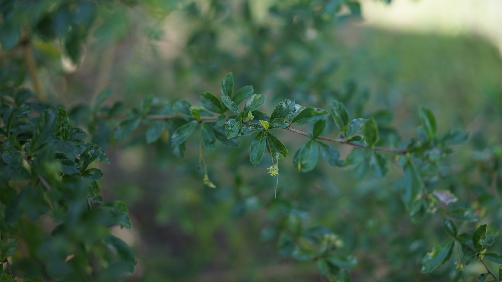 UP Manila develops herbal cure to gastro illnesses