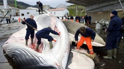 Global whaling practices under fire — activist detained and Iceland resumes hunts
