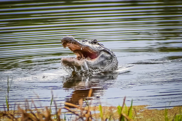Crocodile attacks palm oil plantation worker