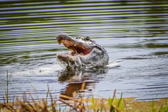 Crocodile attacks palm oil plantation worker