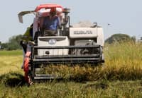 House asks: Why are rice prices still high?