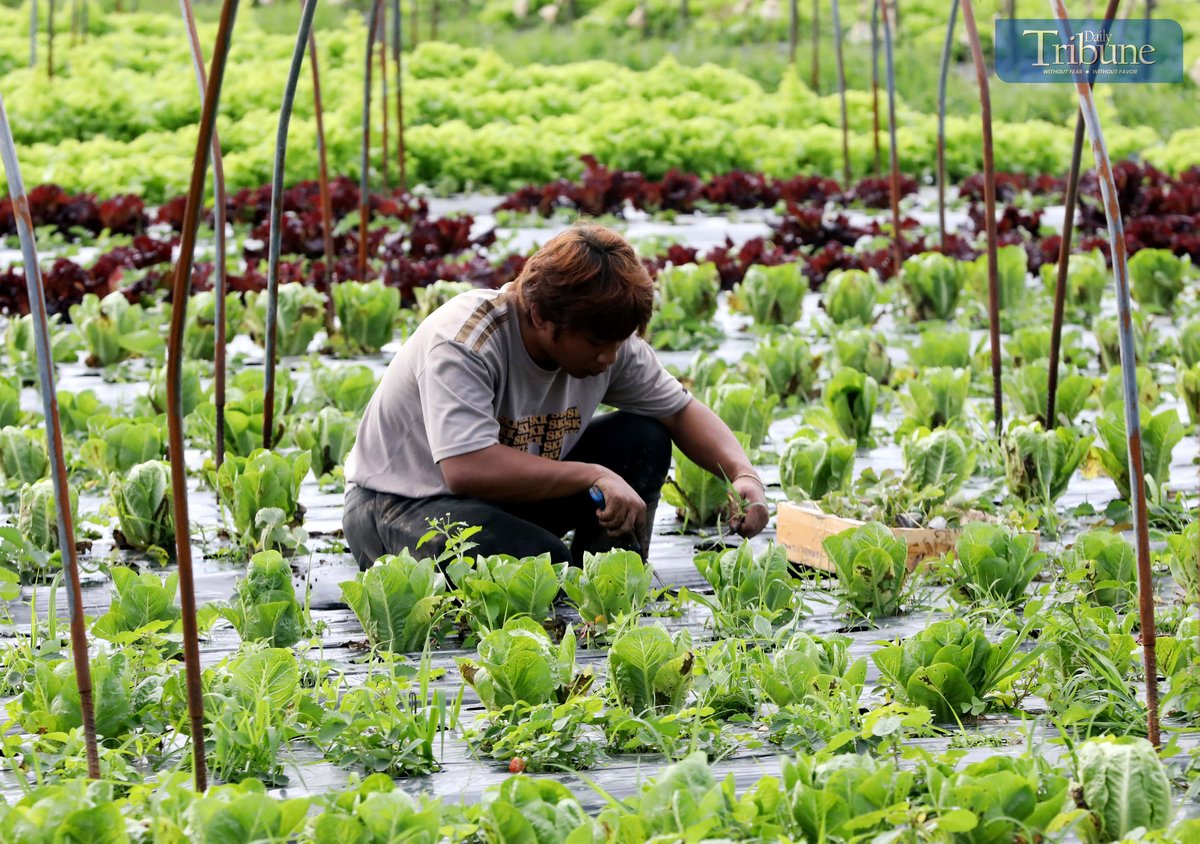 Analy Labor