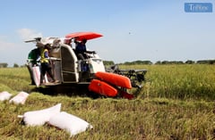 Trade, climate threaten Philippines’ agri-food industry