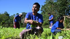 Laoag farmers reap sustainable success with SM Foundation's training program