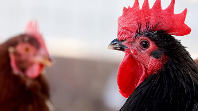 More human bird flu cases in U.S.; CDC urges calm, caution