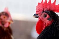 (FILE) Over 300 million poultry birds have been killed or culled since October 2021 due to bird flu