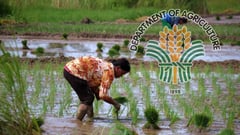 DA still keen to restore NFA regulatory, import powers to drive down rice price