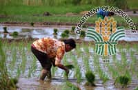 PROPOSED bill to restore NFA’s key functions aims to secure buffer stocks, set palay floor price, and ensure affordable rice