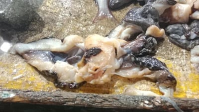 Cebu City Vet seizes smuggled giant clams 