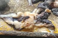 Smuggled giant clams seized in Cebu City.