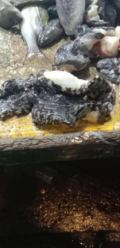Smuggled giant clams seized in Cebu City.