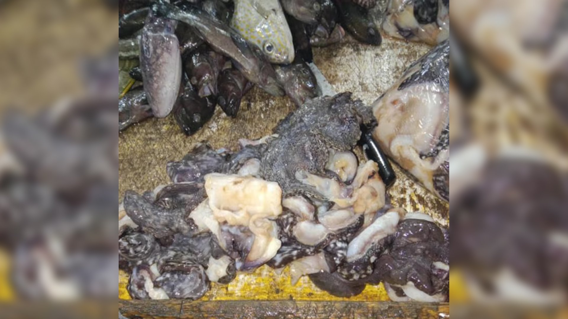 Smuggled giant clams seized