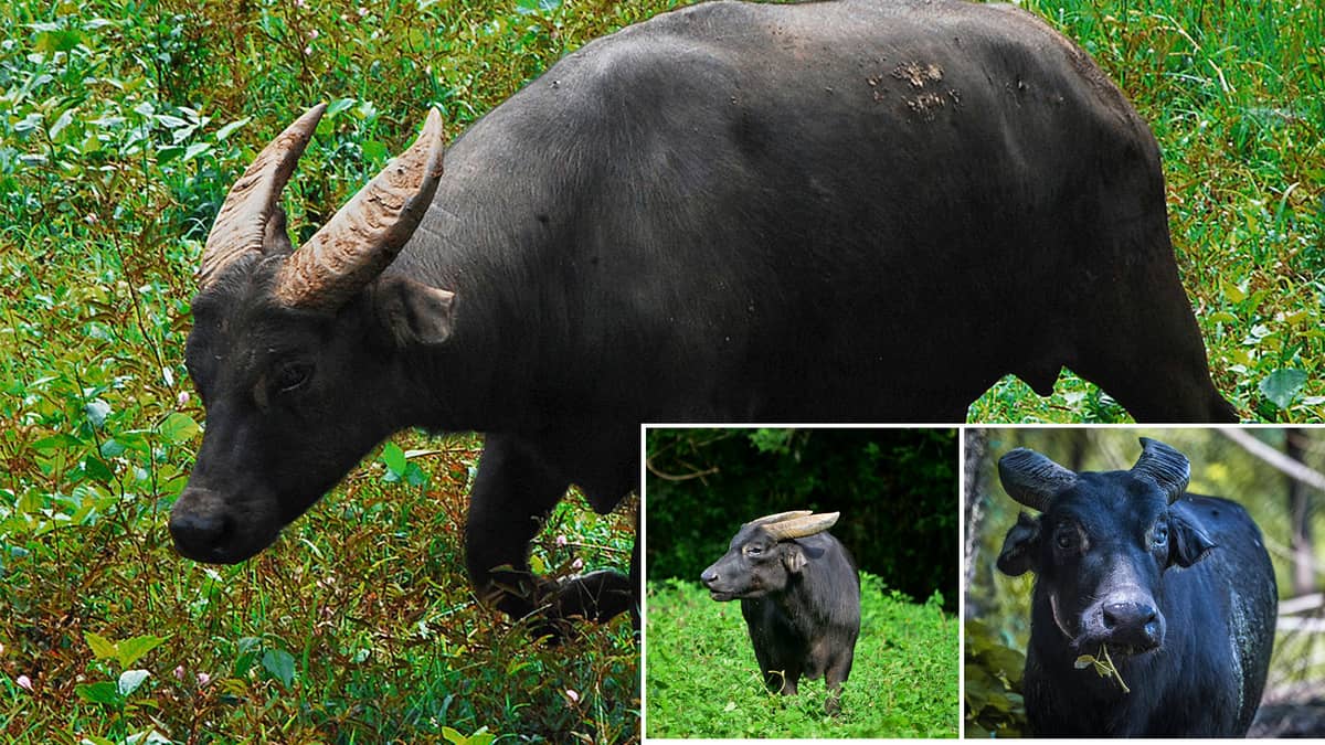 The critically-endangered tamaraw is the subject of conservation efforts launched by the Toyota Motor Philippines Foundation and the Department of Environment and Natural Resources recently.