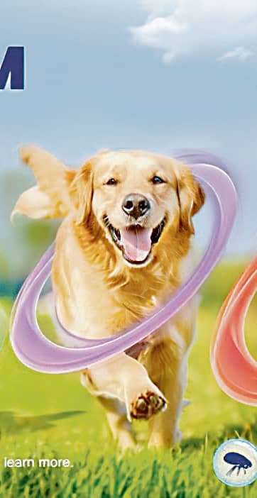 A healthy dog is a happy dog.