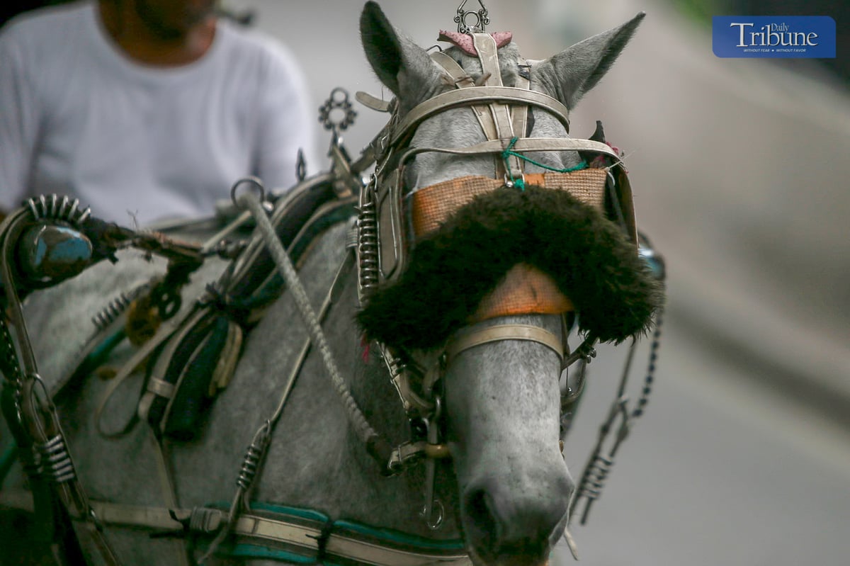 A horse-drawn carriage carries tourists through Manila’s heritage sites on 21 December 2024, a reminder of the city’s colonial past and still a popular attraction today.