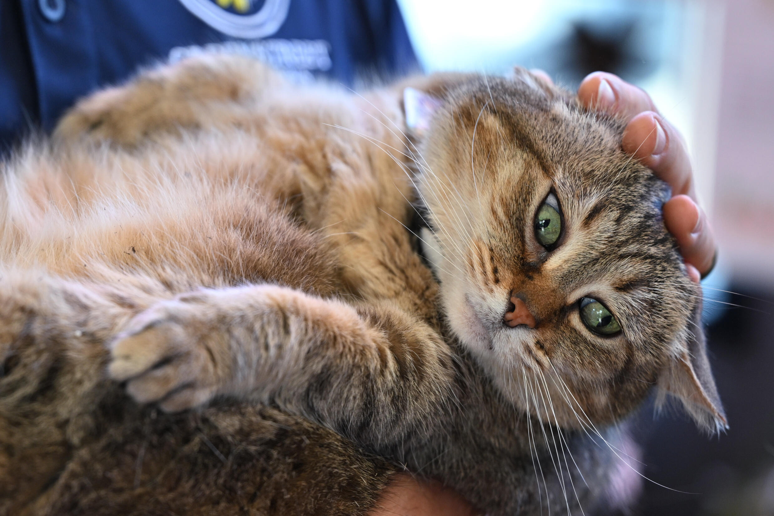 New bird flu mutation, cat infections cause alarm