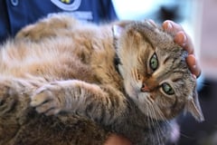 New bird flu mutation, cat infections cause alarm