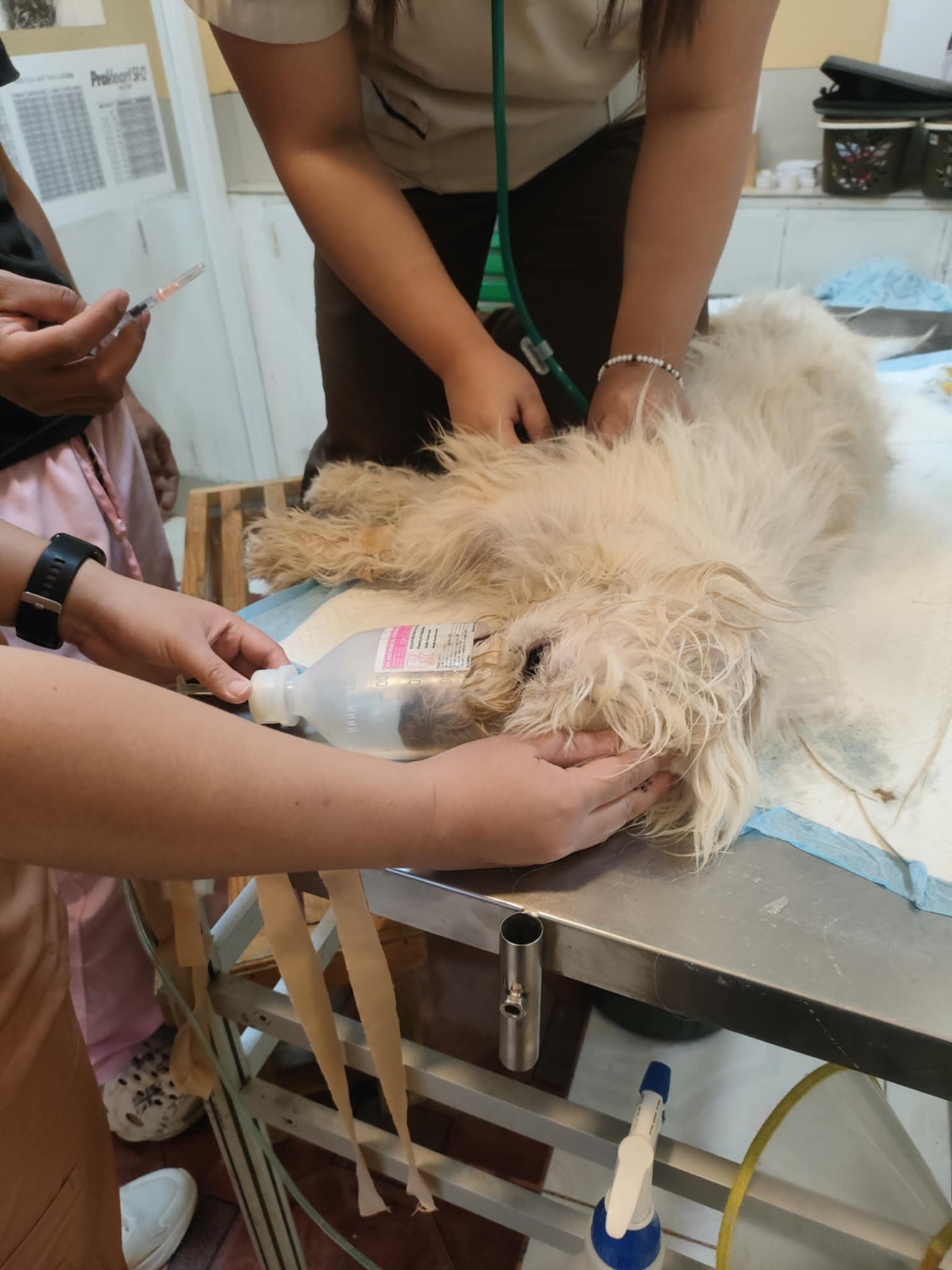 Rescued dog dies due to fear of 'boga'