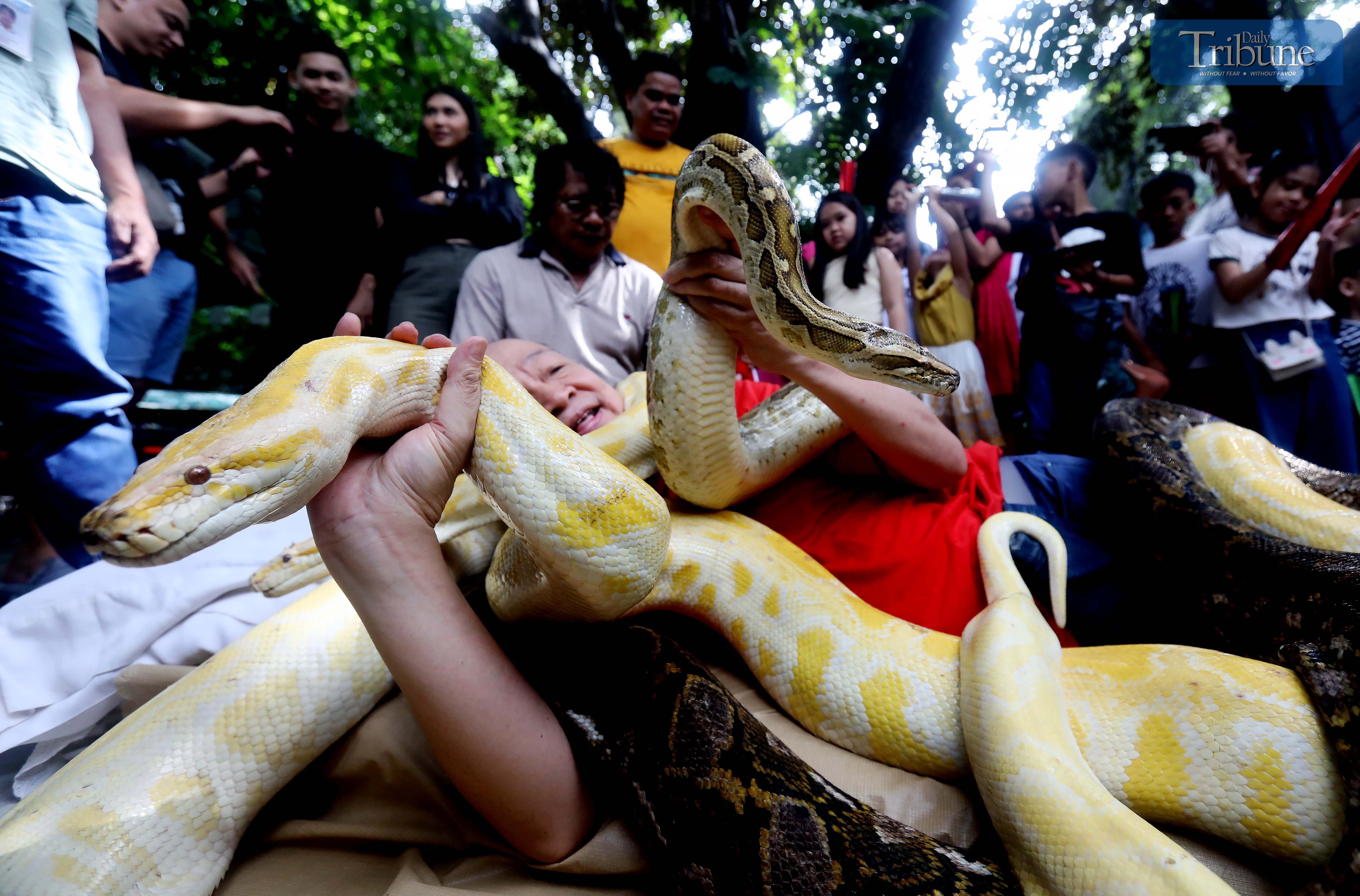 On Monday, 30 December, 2024, Malabon Zoo founder Manny Tangco poses with his python, reminding Filipinos of the upcoming Year of the Wood Snake in the Chinese horoscope. The year symbolizes transformation, growth, and introspection, while promoting the use of alternative noisemakers to protect humans and animals during New Year's celebrations.