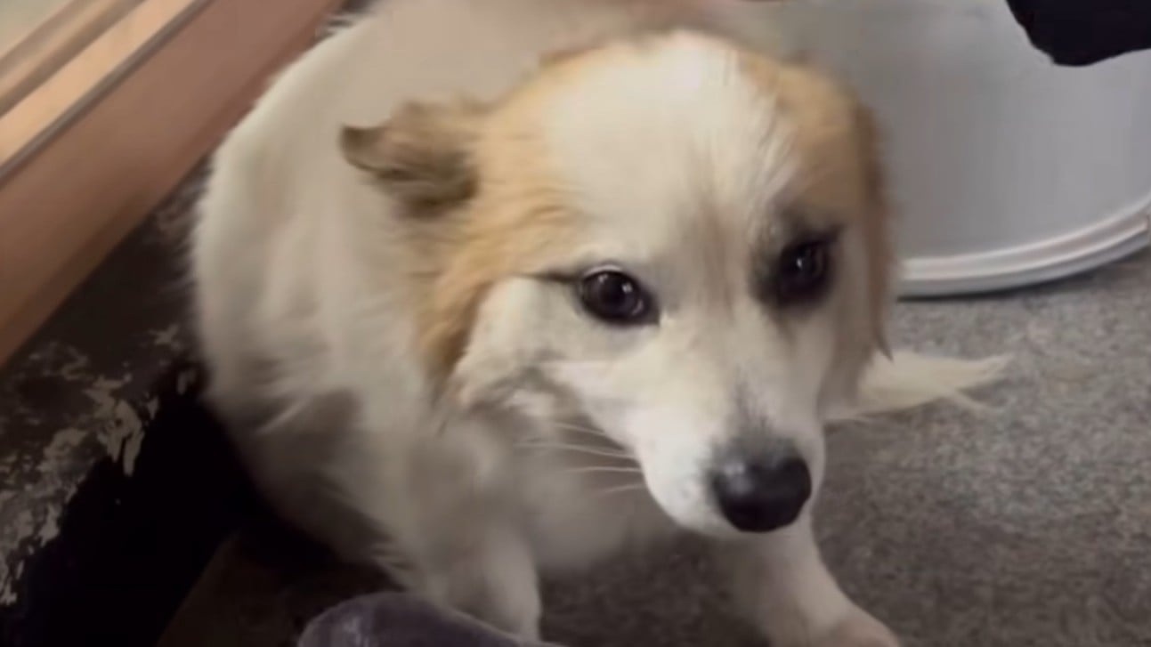 Pet dog rescued after losing family in Jeju Air tragedy