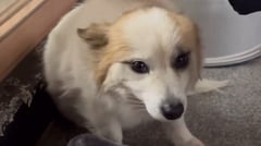 Pet dog rescued after losing family in Jeju Air tragedy