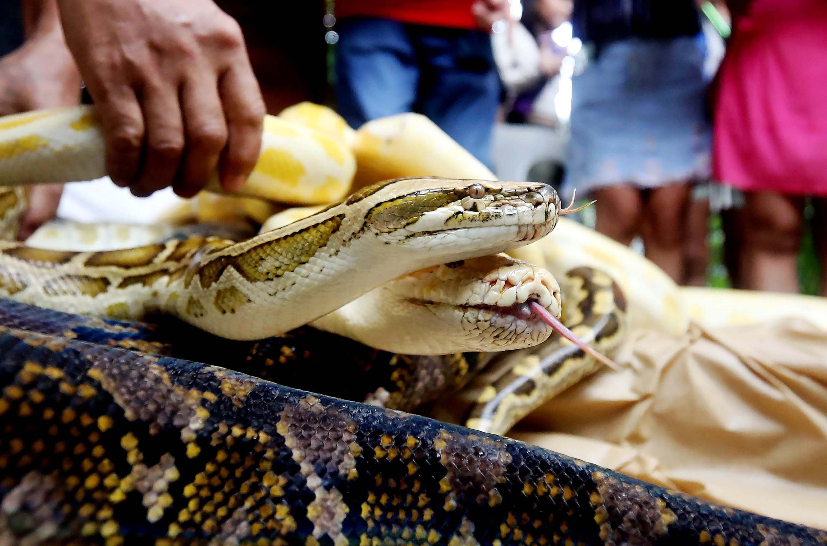 Snakes takes the spotlight at Malabon Zoo, just in time to slither into 2025, the ‘Year of the Wood Snake.’