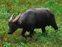 Toyota puts it on Tamaraw
