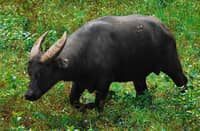 The critically endangered Bubalus mindorensis, commonly known as the Tamaraw, is found only on the island of Mindoro in the Philippines.