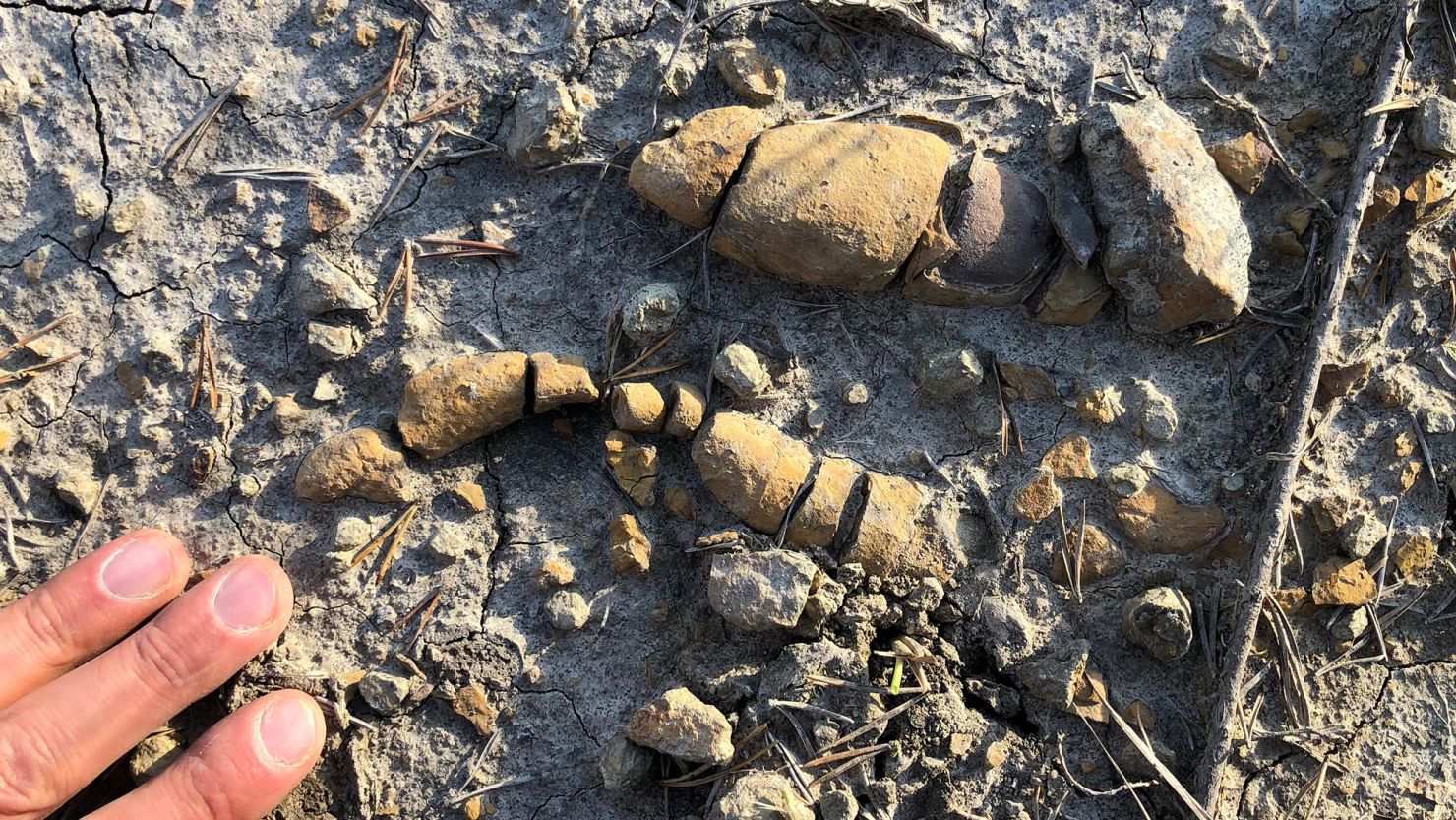 Fossilized faeces, vomit, food shed new light on dinosaur rise to dominance