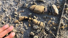 Fossilized faeces, vomit, food shed new light on dinosaur rise to dominance