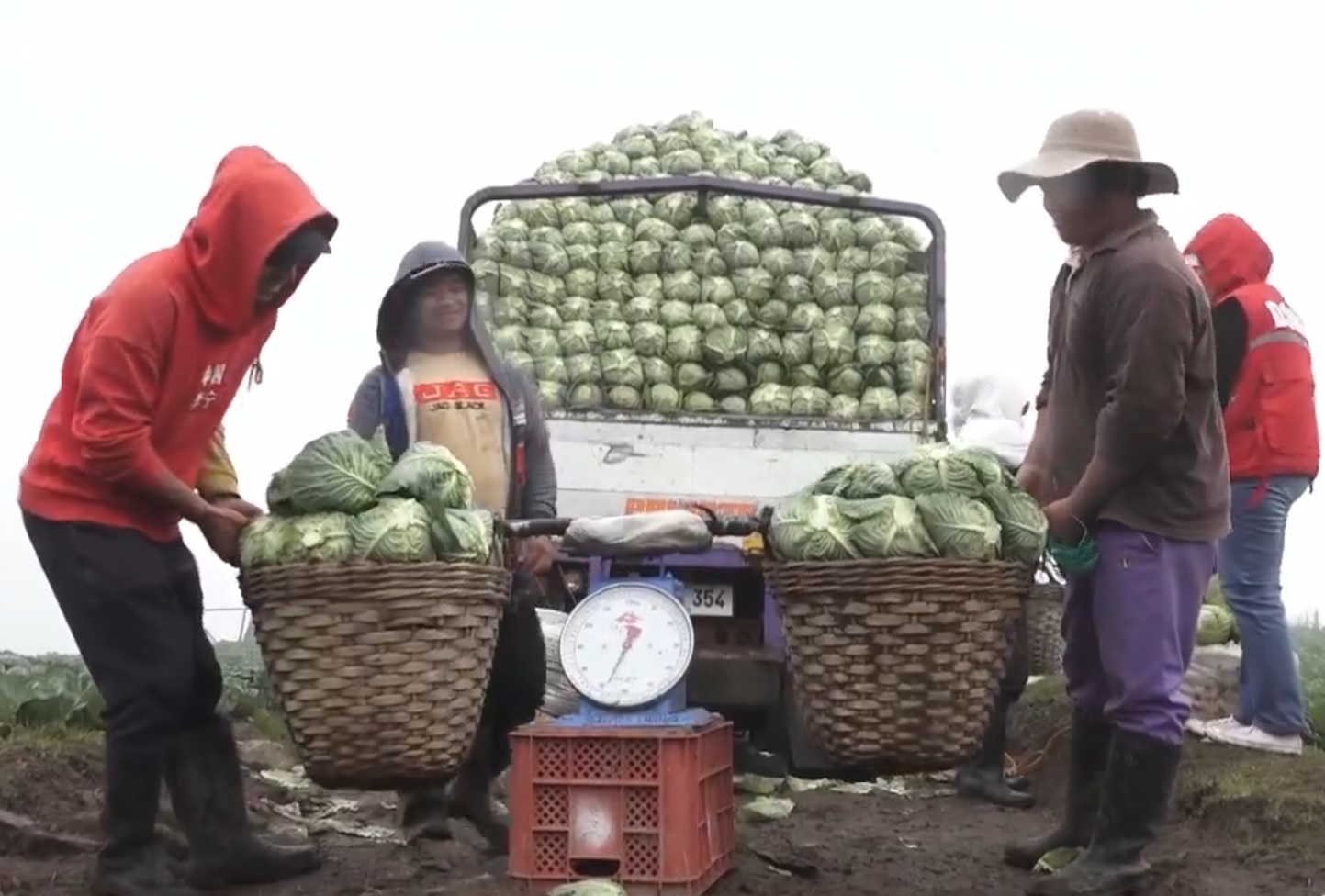 Farmers of Barangay Baculongan Norte in Buguias, Benguet load cabbages to a truck for transport to the market through a new road funded under DSWD’s KALAHI-CIDSS program.