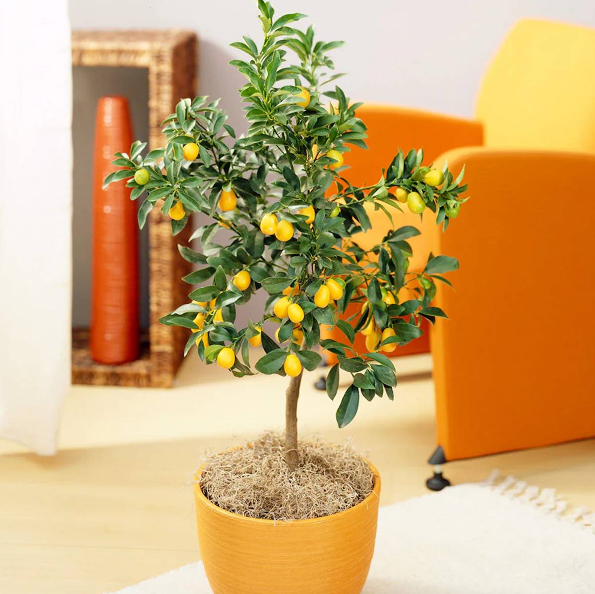 kumquat tree