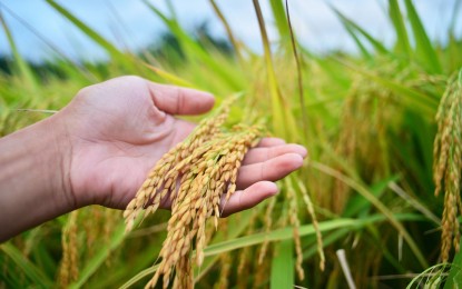 LandBank backs RCEF extension