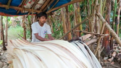 DA, DOLE unite to rehabilitate typhoon-hit abaca farms