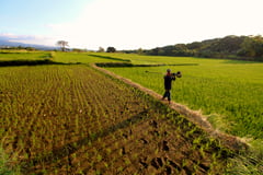 Rice emergency declaration merely palliative — lawmaker