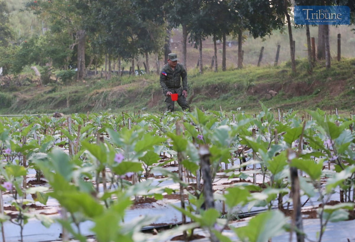 A member of the Philippine Army 2nd Infantry Division waters vegetables at the "Hardin ng Lunas" opening ceremony at Camp Mateo Capinpin, Brgy. Sampaloc, Tanay, Rizal on 20 January 2025.