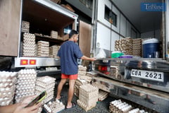 Group assures sufficient egg supply in April, May following bird flu threat