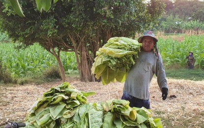 Tobacco buyers absorb Virginia leaf glut as prices tumble