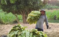 Tobacco oversupply prompts JTI purchase of additional crop