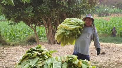 Tobacco farmers face revenue dilemma