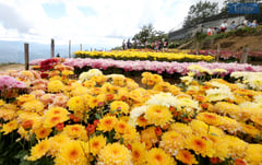 DT IRL: Northern Blossom Flower Farm