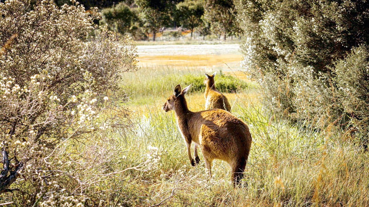 Roos in Perth