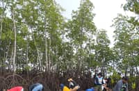 EMPLOYEES of the local government of Getafe in Bohol plant mangrove seedlings in Barangay Banacon to show their commitment to environmental protection.