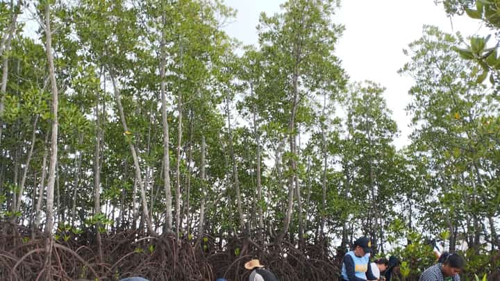 EMPLOYEES of the local government of Getafe in Bohol plant mangrove seedlings in Barangay Banacon to show their commitment to environmental protection.