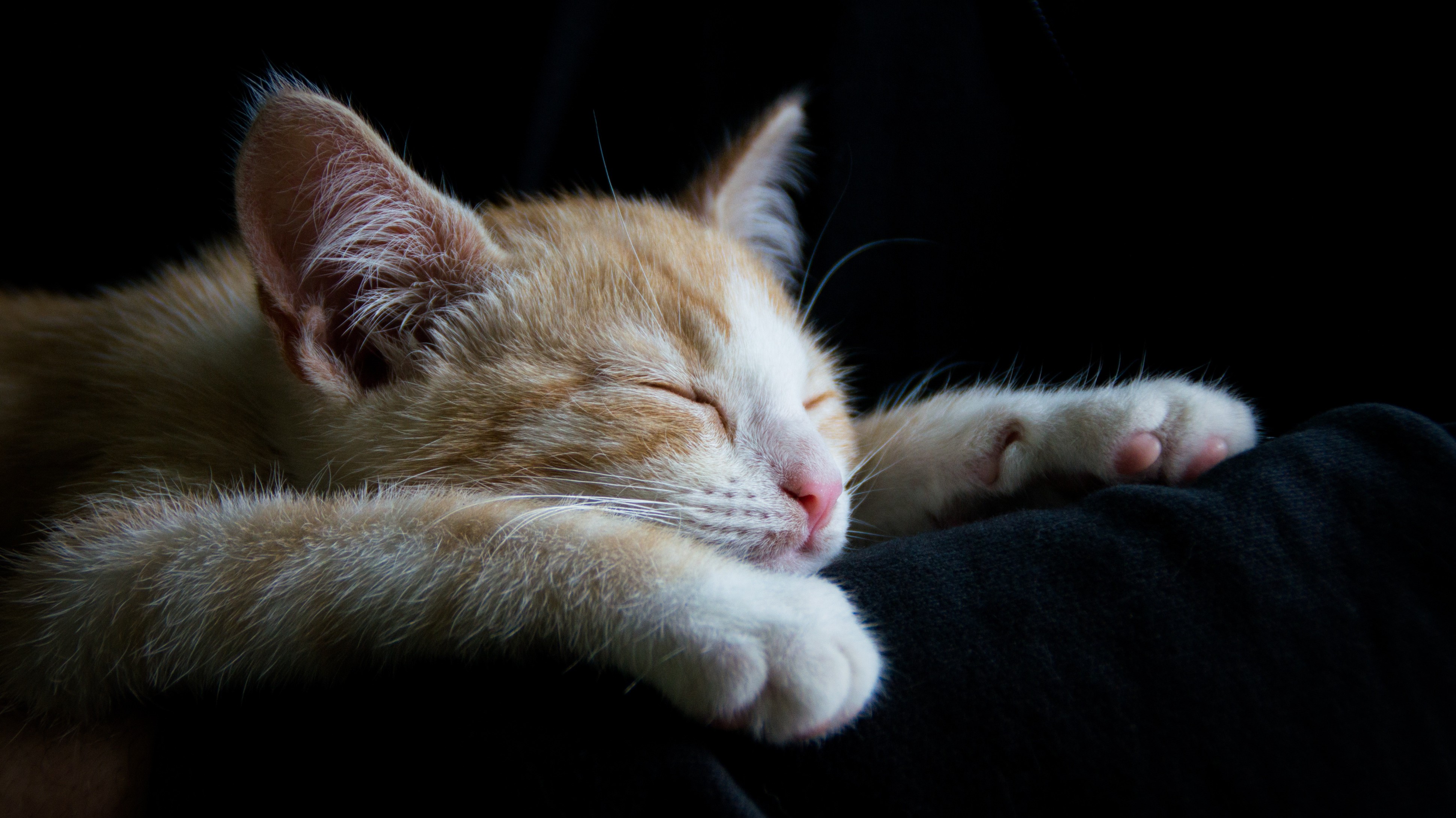 Mistreated church cat sparks alarm