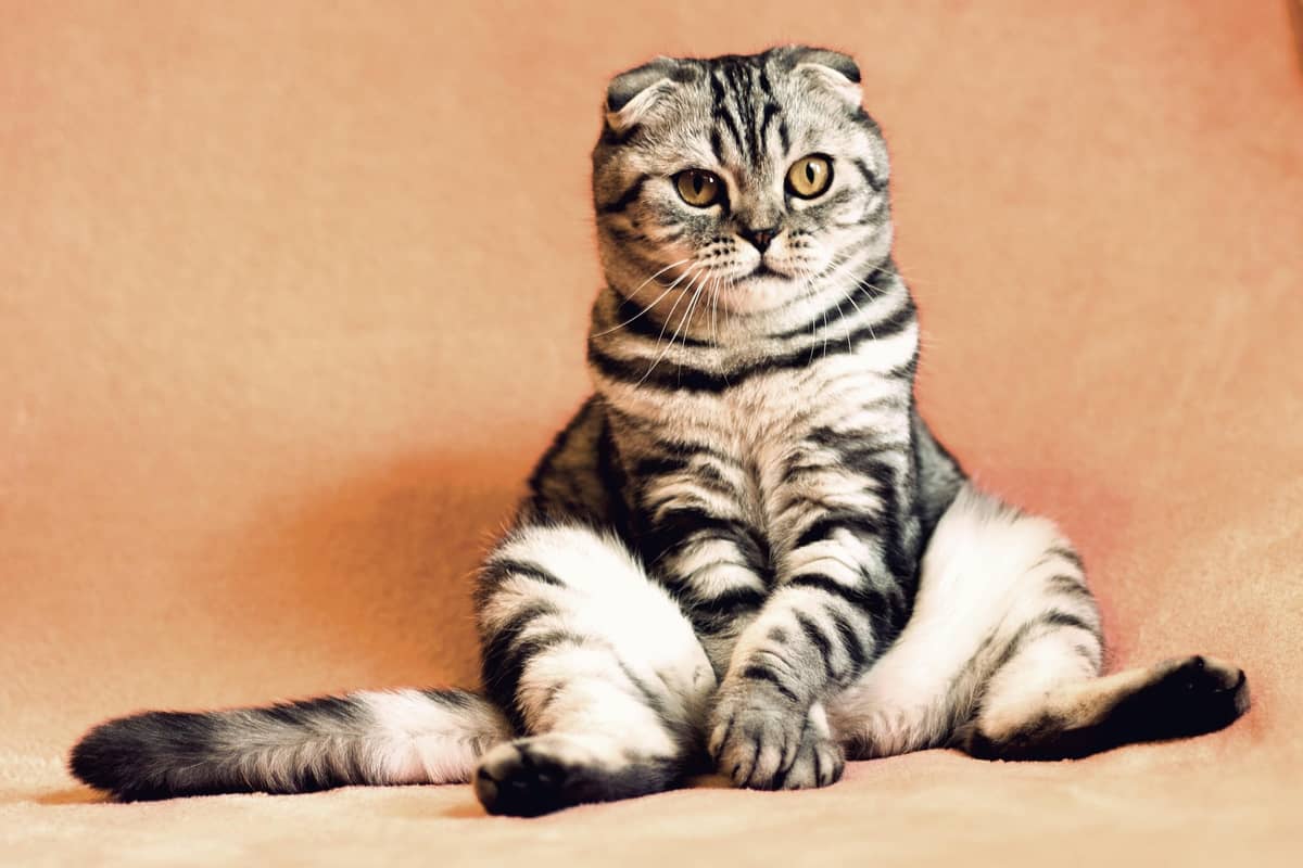 The look that says it all: When your cat stares, it’s their way of bonding—or maybe just plotting their next move.